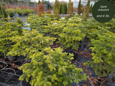 Nordmanntanne Nordmanntanne