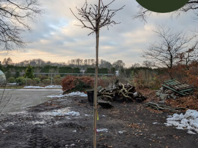 Ginkgo Hochstamm Ginkgo Hochstamm