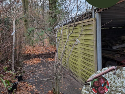 Kupfer-Felsenbirne Kupfer-Felsenbirne