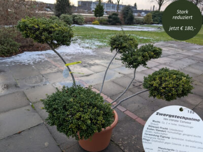 Formgehölz Ilex crenata Formgehölz Ilex crenata