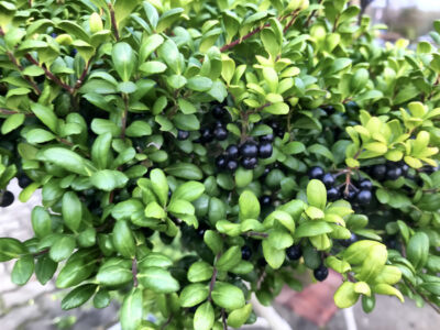 Ilex crenata Ilex crenata