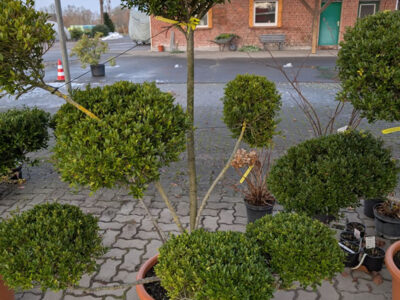 Formgehölz Ilex crenata Formgehölz Ilex crenata