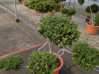 Formgehölz Ilex crenata Formgehölz Ilex crenata