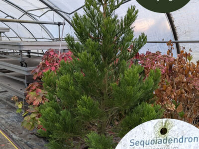 Mammutbaum Mammutbaum