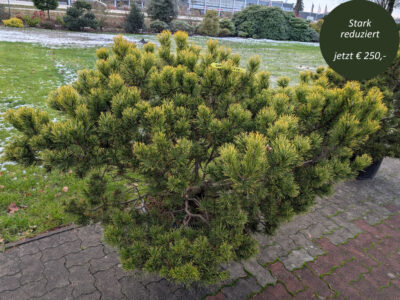 Bergkiefer Wintergold Bergkiefer Wintergold