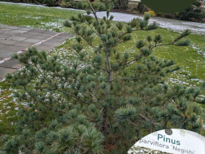 Mädchenkiefer Mädchenkiefer