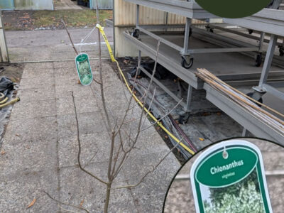 Schneeflockenstrauch Schneeflockenstrauch