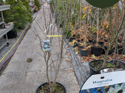 Sternmagnolie Sternmagnolie