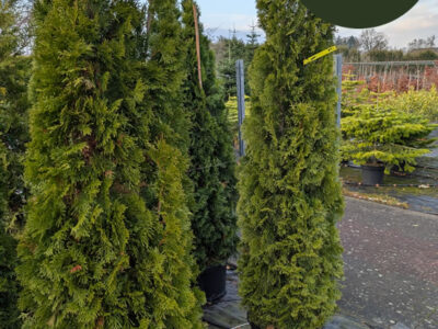Lebensbaum Thuja Smaragd Lebensbaum Thuja Smaragd