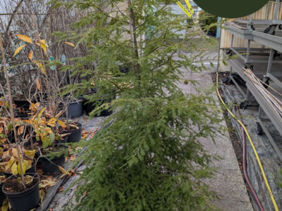 Hemlocktanne Hemlocktanne