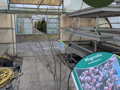 Tulpenmagnolie Tulpenmagnolie